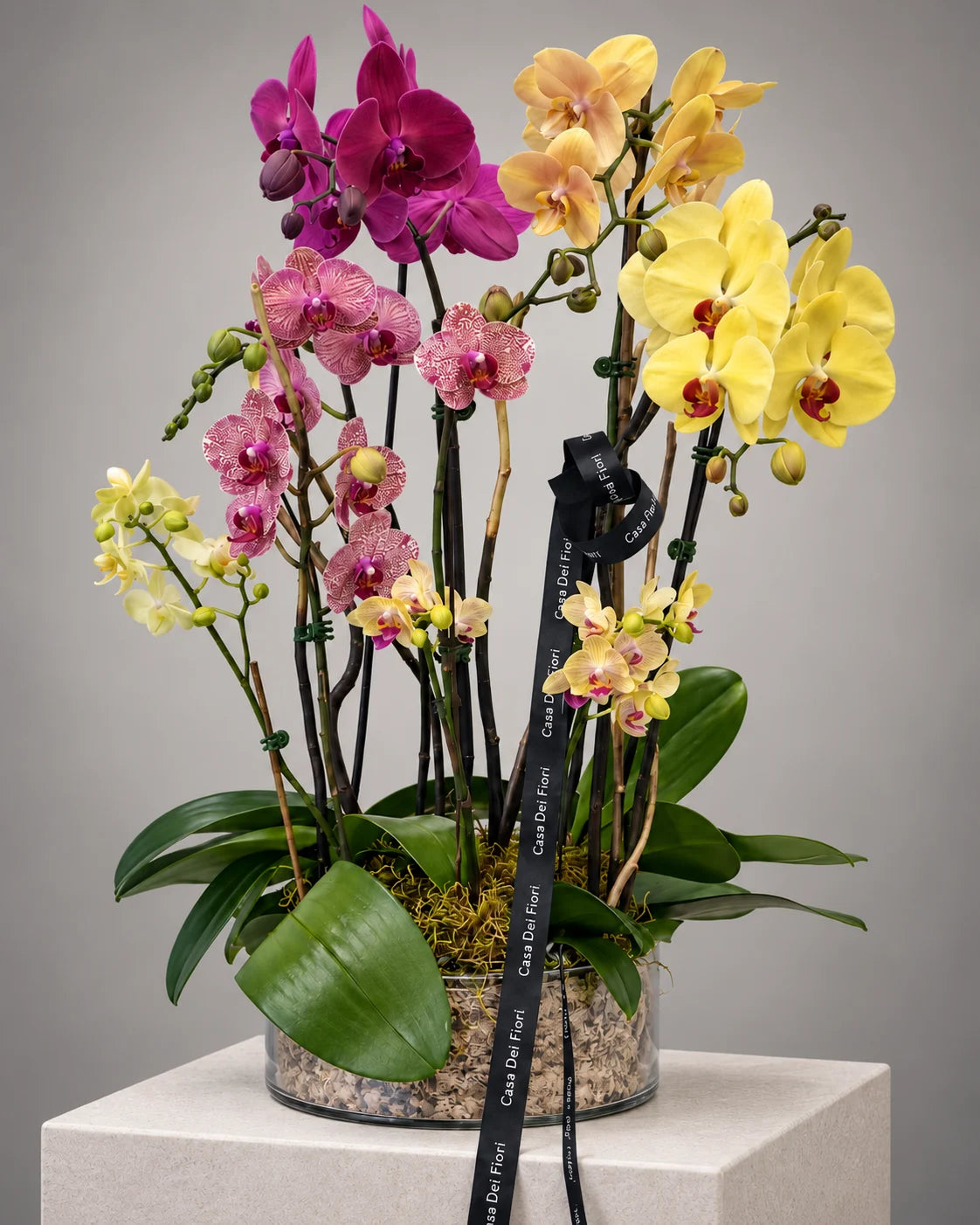 colorful orchid arrangement with same-day delivery in Beverly Hills and Los Angeles