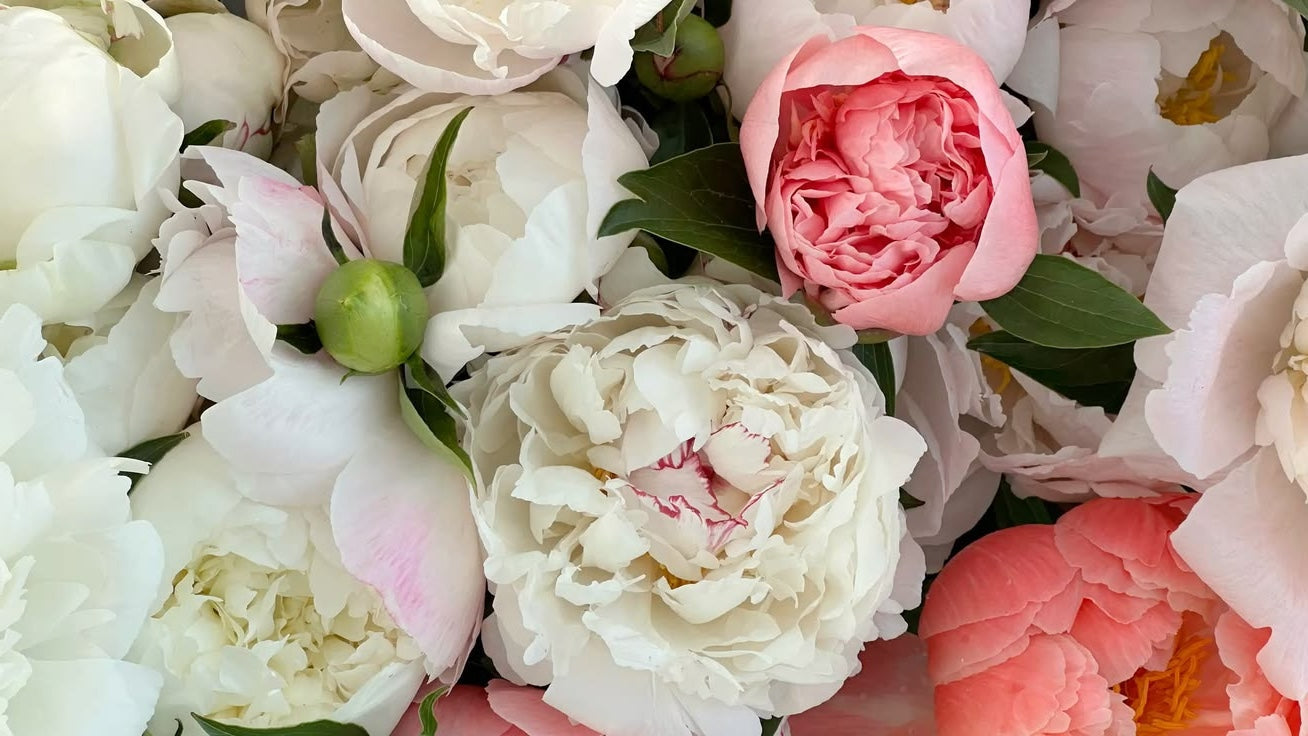Pink peony meaning romance and good fortune, Casa Dei Fiori Beverly Hills