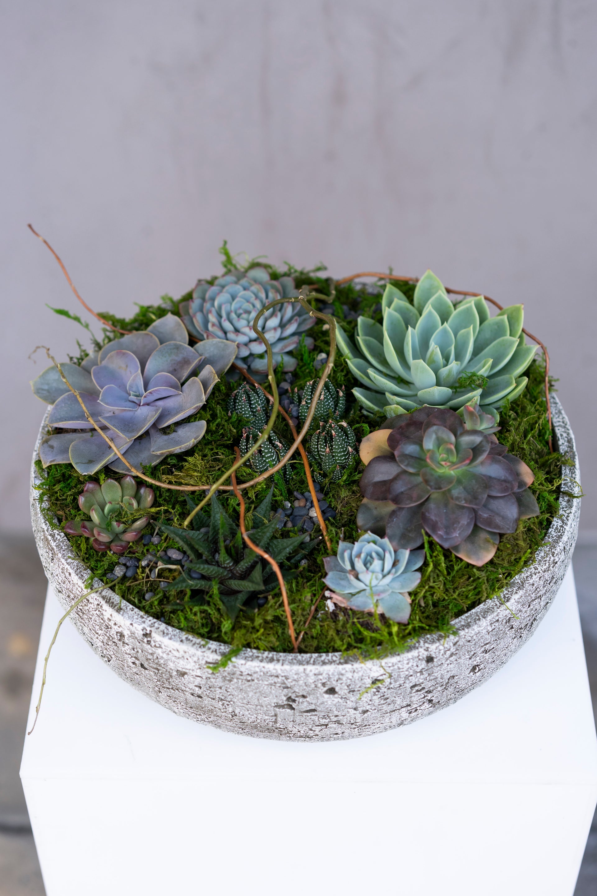 Succulent Arrangement Delivery LA
