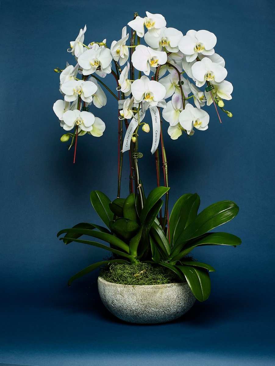orchid arranged in a vase